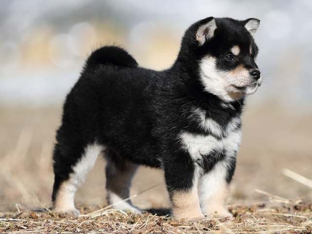 AI5I1739-puppy AI5I1739-puppy