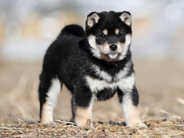 AI5I1741-puppy AI5I1741-puppy