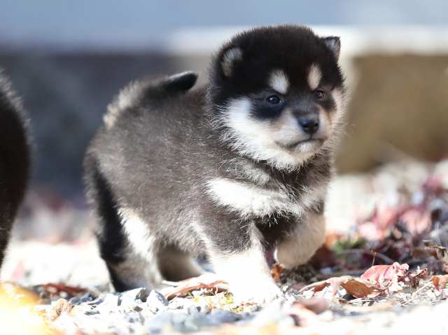 AI5I1835-puppy AI5I1835-puppy