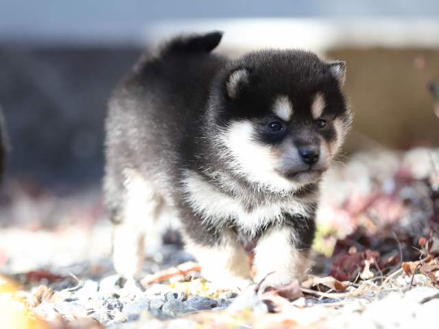 AI5I1838-puppy AI5I1838-puppy