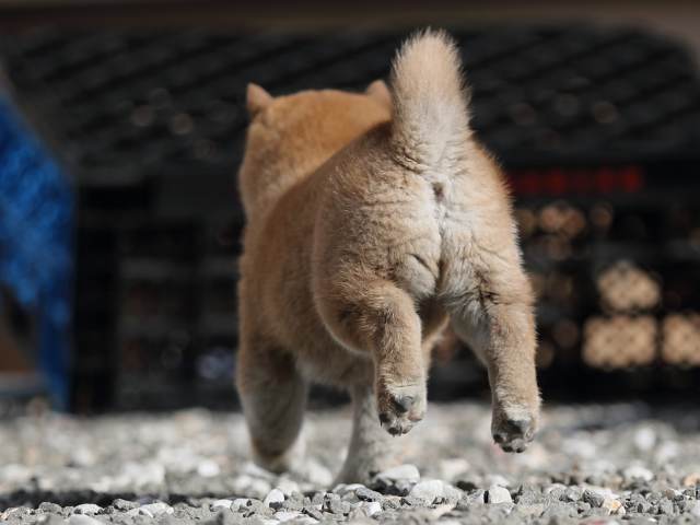 AI5I1861-puppy AI5I1861-puppy