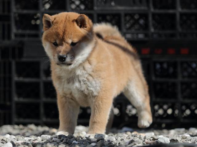 AI5I1889-puppy AI5I1889-puppy