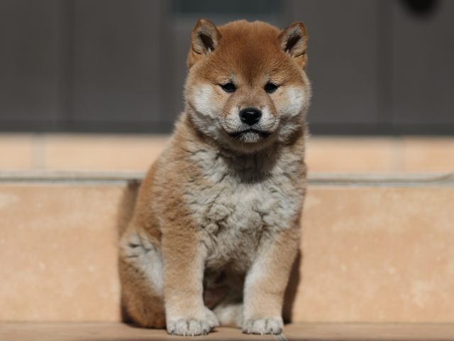 AI5I1906-puppy AI5I1906-puppy
