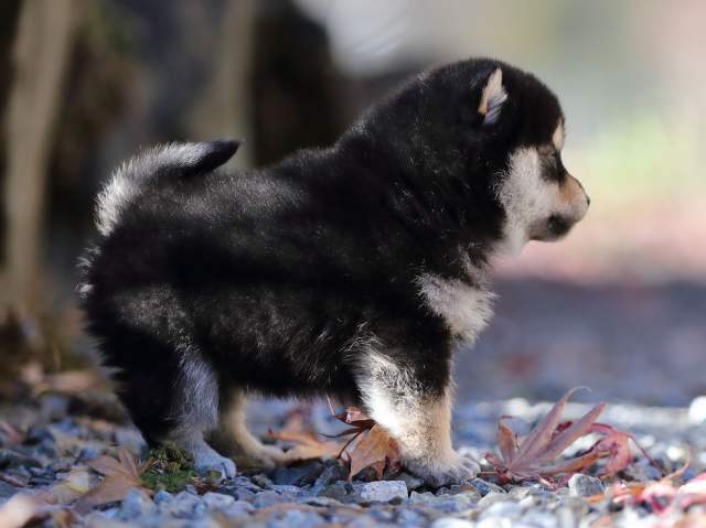 AI5I1963-puppy AI5I1963-puppy