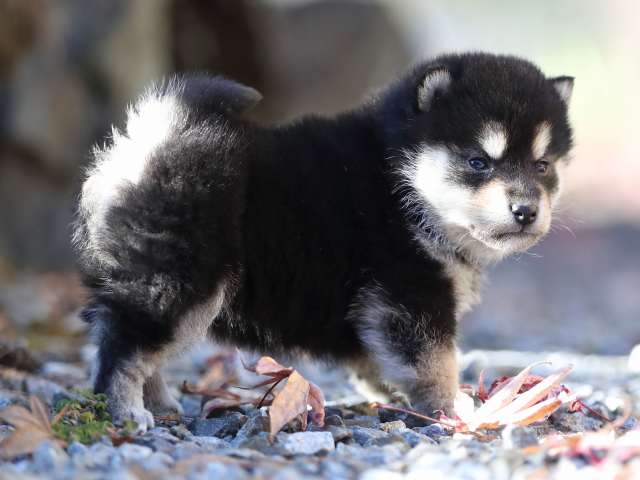 AI5I1964-puppy AI5I1964-puppy
