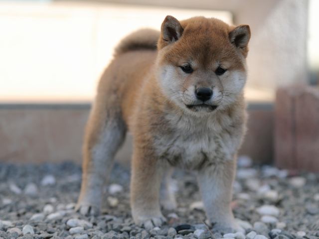 AI5I1968-puppy AI5I1968-puppy