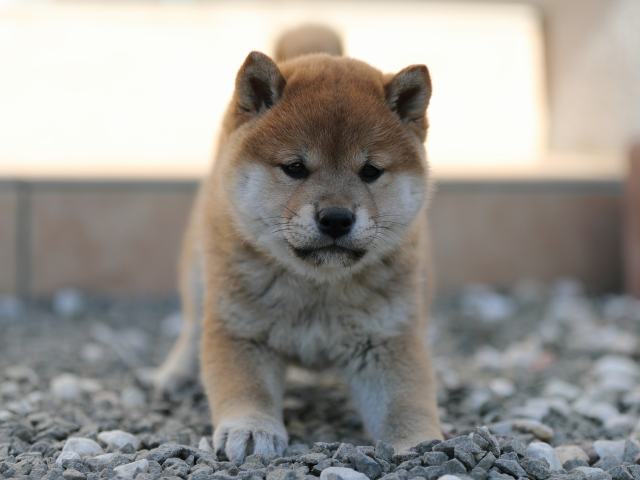 AI5I1993-puppy AI5I1993-puppy