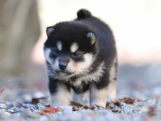 AI5I1995-puppy AI5I1995-puppy