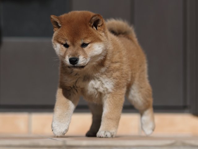 AI5I2012-puppy AI5I2012-puppy