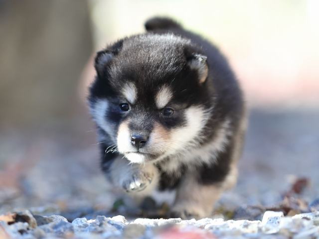 AI5I2015-puppy AI5I2015-puppy