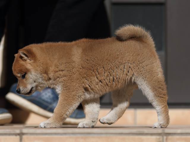 AI5I2025-puppy AI5I2025-puppy