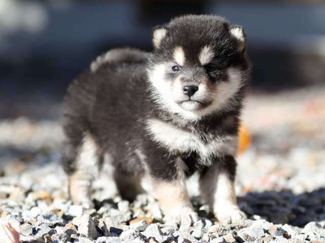 AI5I2033-puppy AI5I2033-puppy