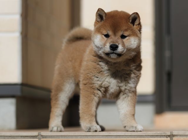 AI5I2045-puppy AI5I2045-puppy