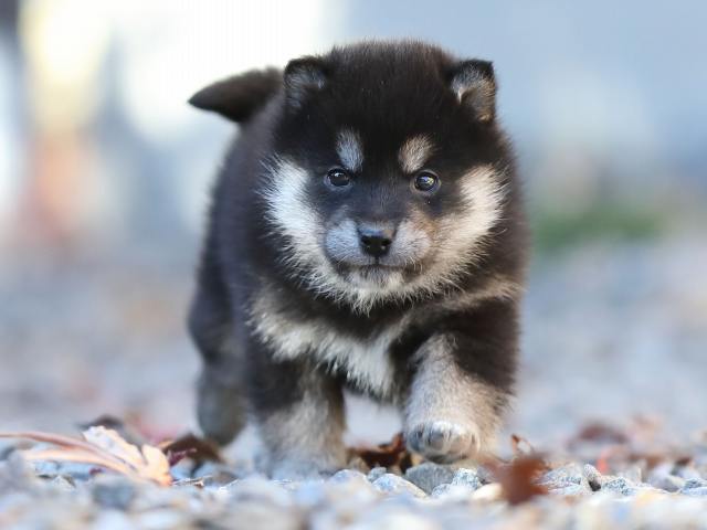 AI5I2046-puppy AI5I2046-puppy
