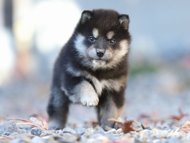 AI5I2048-puppy AI5I2048-puppy