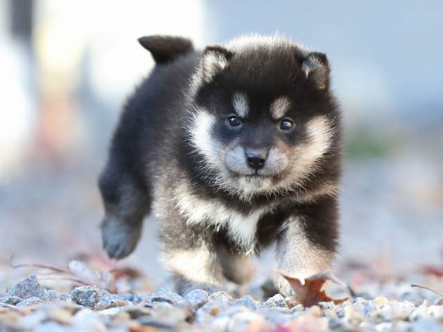 AI5I2050-puppy AI5I2050-puppy