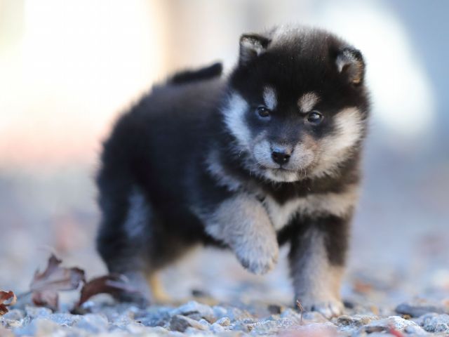AI5I2106-puppy AI5I2106-puppy