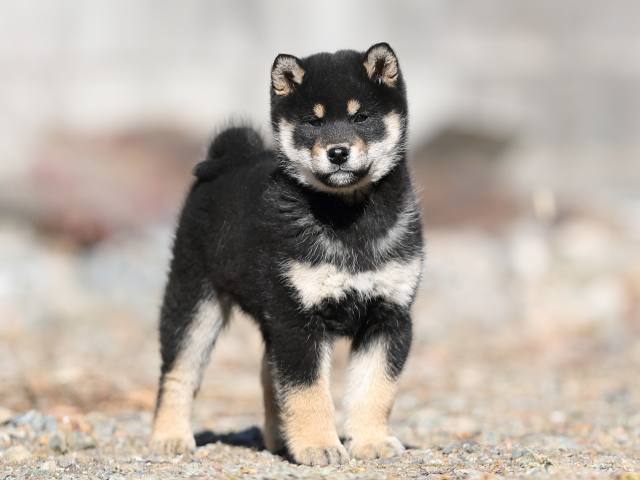 AI5I2128-puppy AI5I2128-puppy