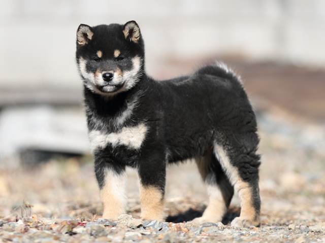 AI5I2134-puppy AI5I2134-puppy