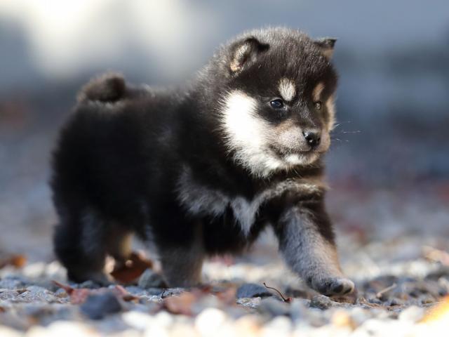 AI5I2137-puppy AI5I2137-puppy