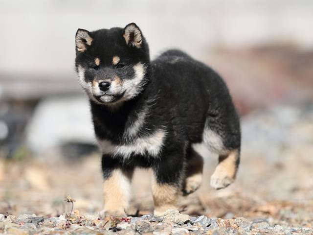 AI5I2142-puppy AI5I2142-puppy