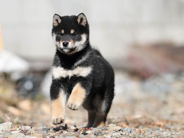 AI5I2145-puppy AI5I2145-puppy
