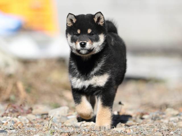 AI5I2151-puppy AI5I2151-puppy