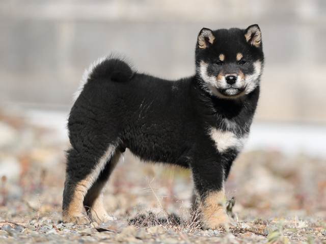 AI5I2182-puppy AI5I2182-puppy