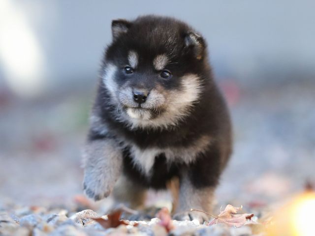 AI5I2195-puppy AI5I2195-puppy
