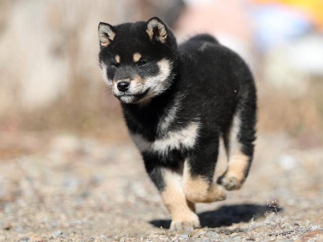 AI5I2225-puppy AI5I2225-puppy