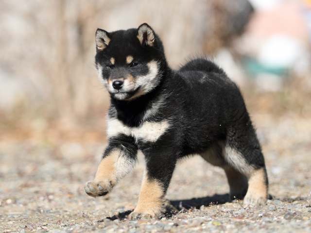 AI5I2227-puppy AI5I2227-puppy