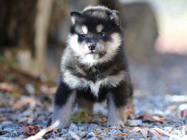 AI5I2249-puppy AI5I2249-puppy
