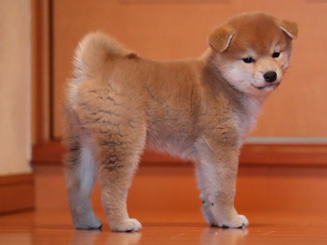AI5I2258-puppy AI5I2258-puppy