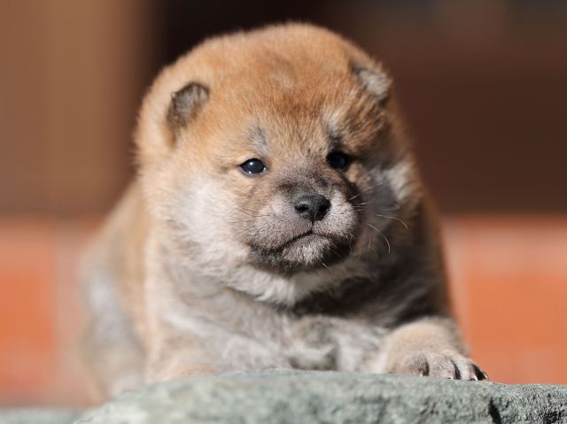 AI5I2267-puppy AI5I2267-puppy