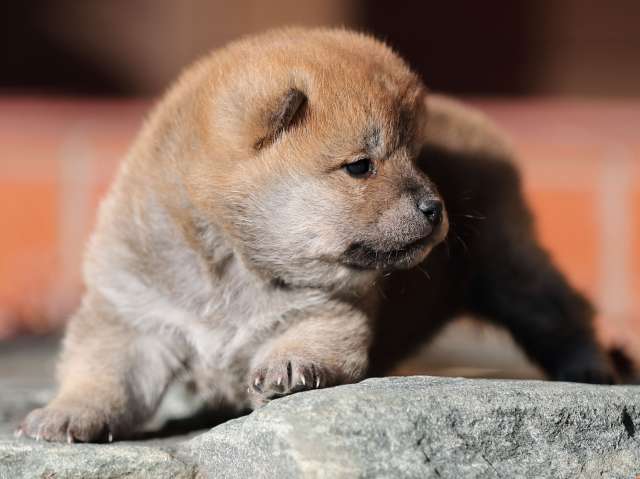 AI5I2287-puppy AI5I2287-puppy