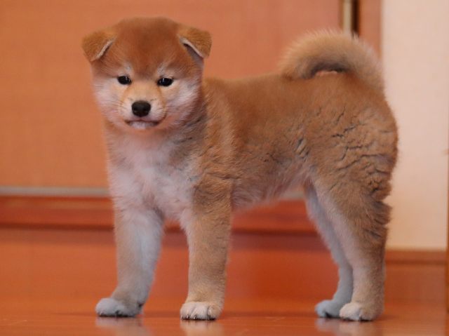 AI5I2299-puppy AI5I2299-puppy