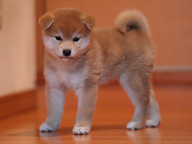 AI5I2309-puppy AI5I2309-puppy