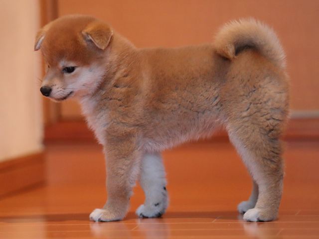 AI5I2315-puppy AI5I2315-puppy