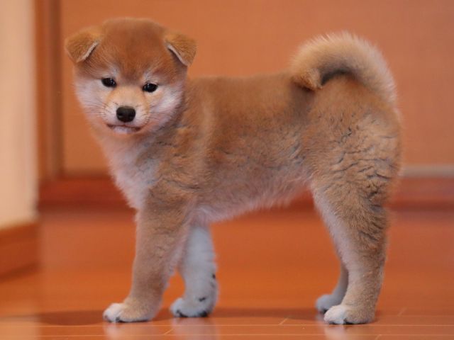 AI5I2318-puppy AI5I2318-puppy