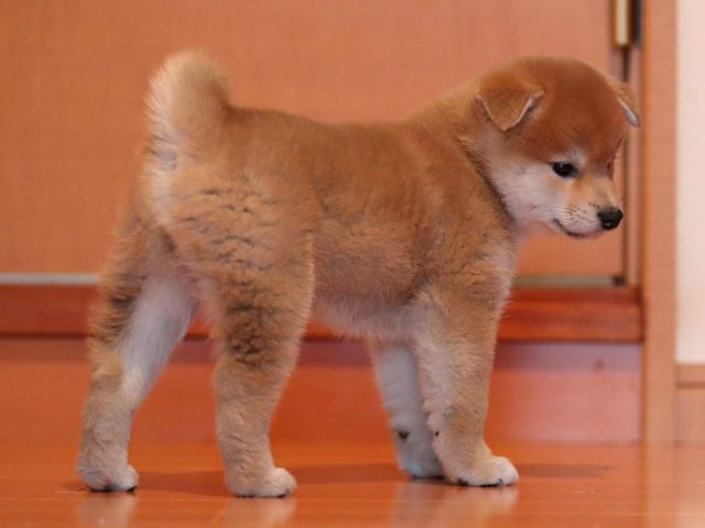 AI5I2322-puppy AI5I2322-puppy