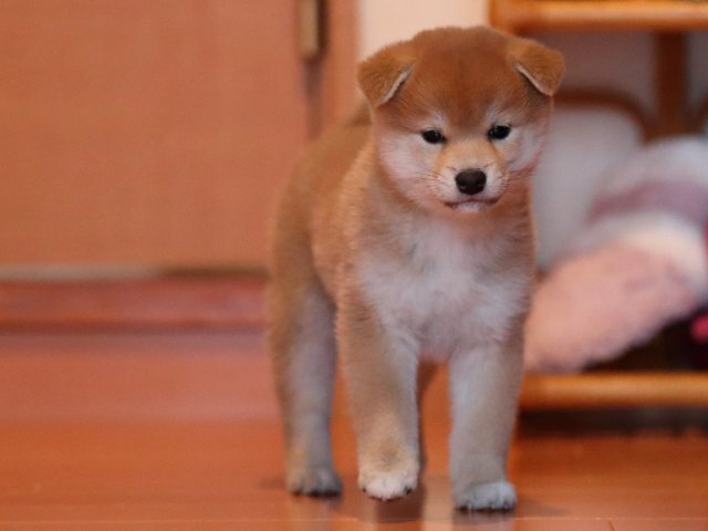 AI5I2328-puppy AI5I2328-puppy