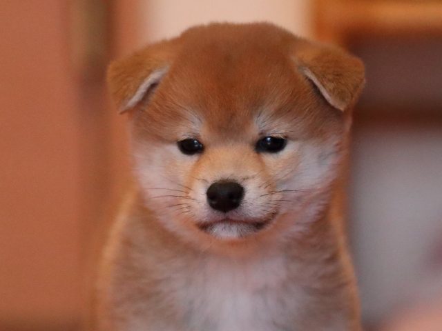 AI5I2331-puppy AI5I2331-puppy
