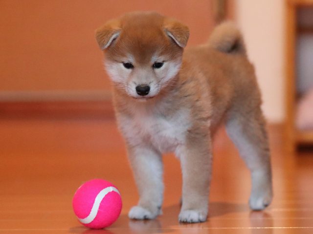 AI5I2337-puppy AI5I2337-puppy