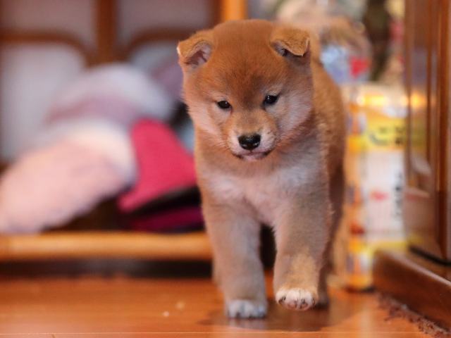 AI5I2356-puppy AI5I2356-puppy