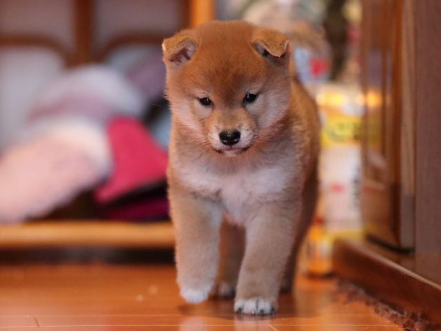 AI5I2358-puppy AI5I2358-puppy
