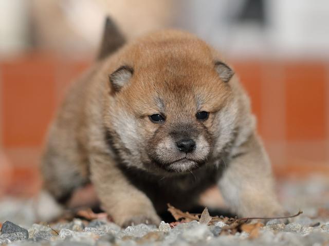 AI5I2368-puppy AI5I2368-puppy
