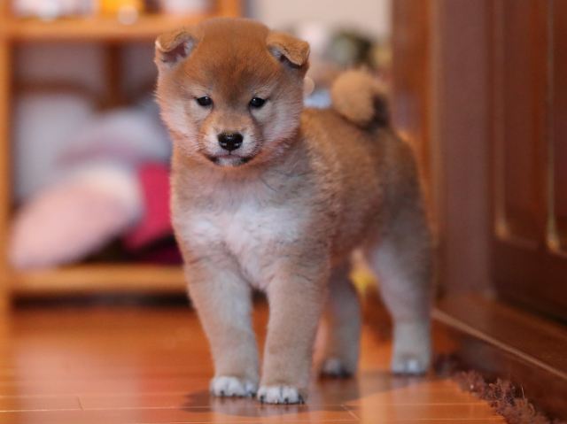 AI5I2369-puppy AI5I2369-puppy