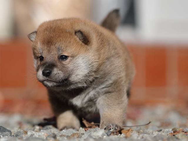 AI5I2372-puppy AI5I2372-puppy