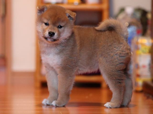 AI5I2377-puppy AI5I2377-puppy
