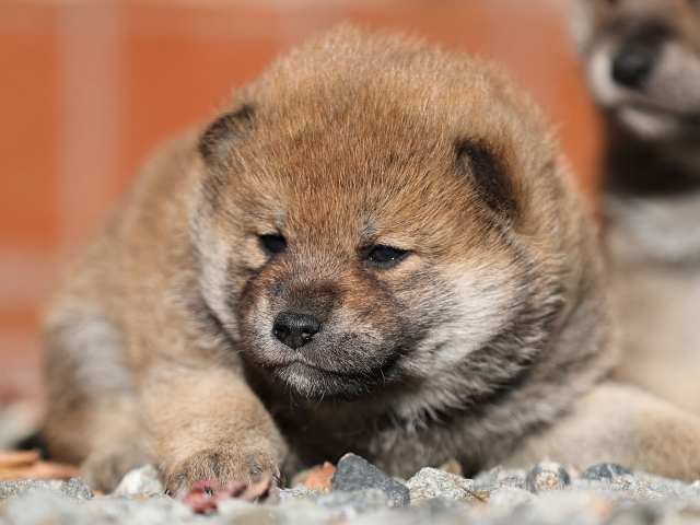 AI5I2395-puppy AI5I2395-puppy